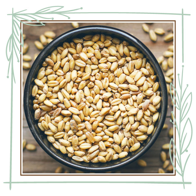 Bhalia Wheat